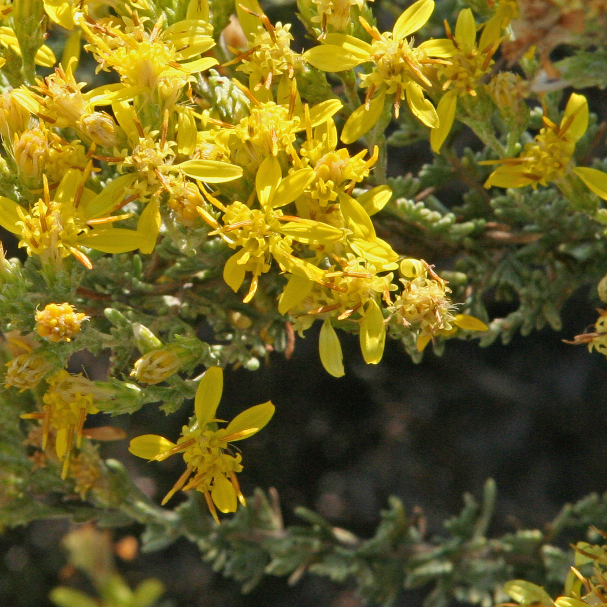 40 Most Common Wildflowers at the Reserve Point Lobos Foundation